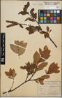 Foto von Salix hastata L.